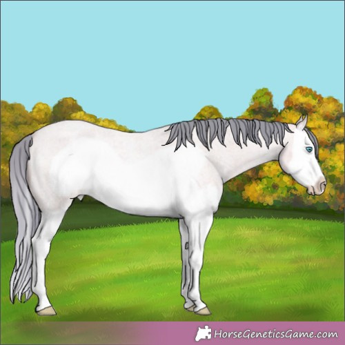 Horse Color:Watercolor Amber Cream Champagne Roan Dun Splash Frame 