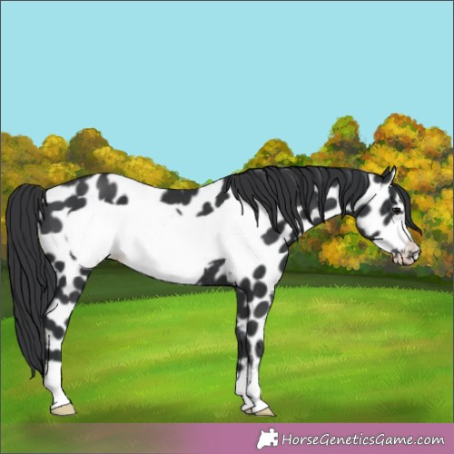 Horse Color:Black Frame Appaloosa Rabicano 