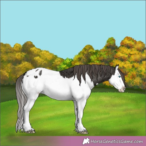 Horse Color:Grullo Ice Splash Appaloosa 
