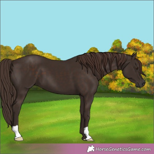 Horse Color:Liver Chestnut 