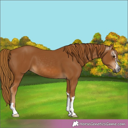 Horse Color:Gray Chestnut 