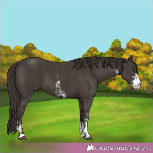 Horse Color:Liver Chestnut Sabino 