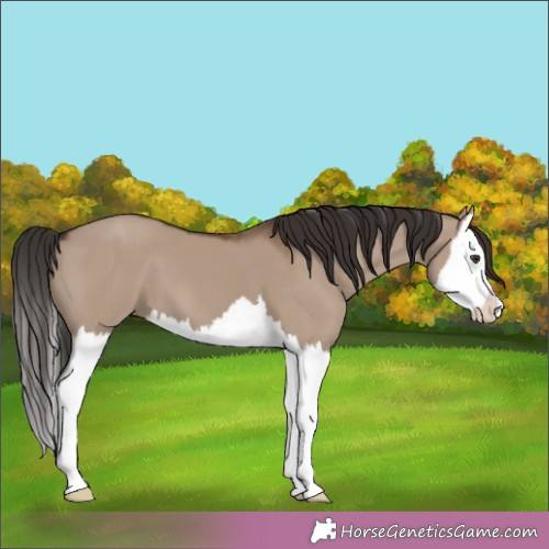 Horse Color:Liver Red Dun Splash 