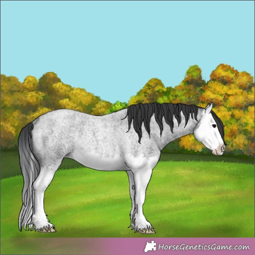 Horse Color:Blue Roan Splash Rabicano 