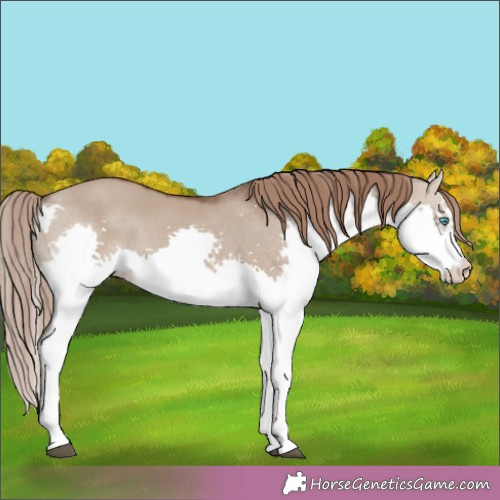 Horse Color:Liver Red Dun Splash 