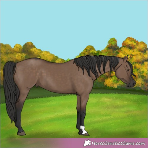 Horse Color:Liver Red Dun 