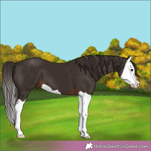 Horse Color:Liver Chestnut Splash 