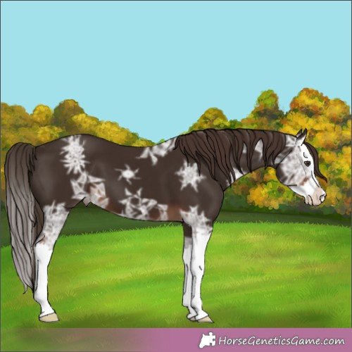 Horse Color:Liver Chestnut Ice Splash 