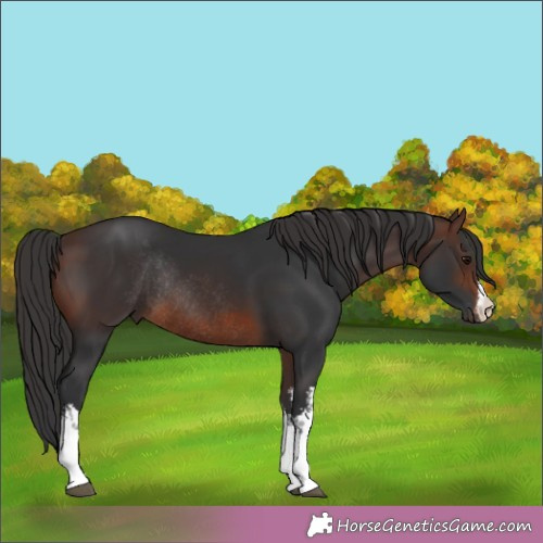 Horse Color:White Spotted Brown Rabicano 