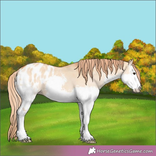 Horse Color:Red Dun Sabino Splash Appaloosa 