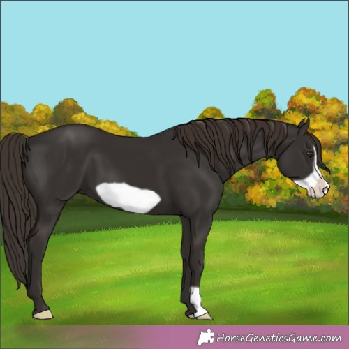 Horse Color:Liver Chestnut Frame 