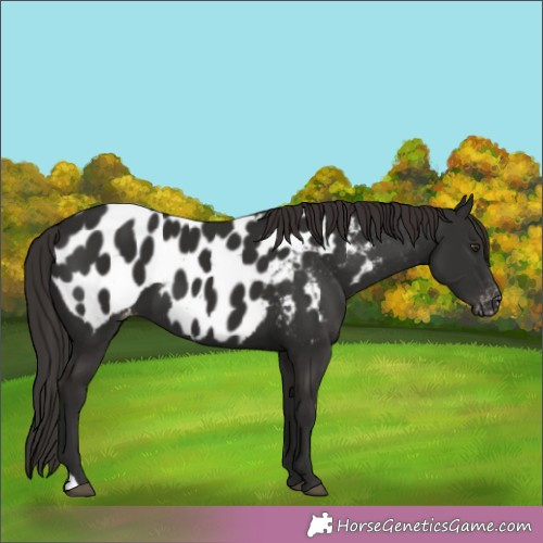 Horse Color:Liver Chestnut Appaloosa 