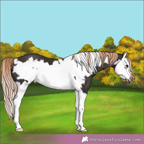 Horse Color:Liver Chestnut Splash Frame 