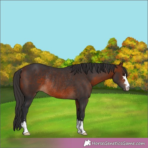 Horse Color:Bay Rabicano 