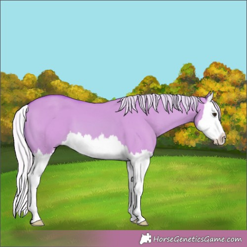 Horse Color: Watercolor Silver Brown Dun Splash 