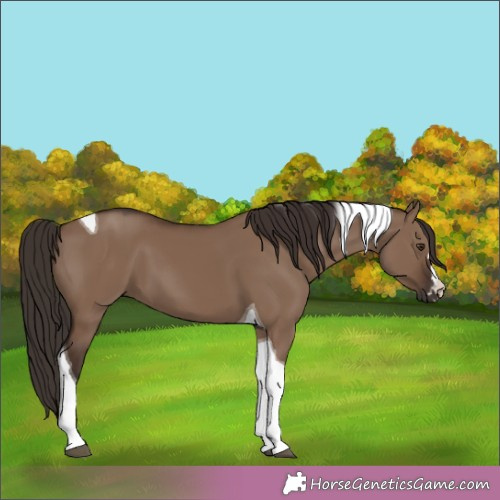 Horse Color:Liver Red Dun Tobiano 