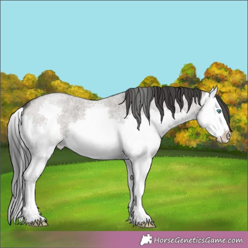 Horse Color:Grullo Roan Splash 