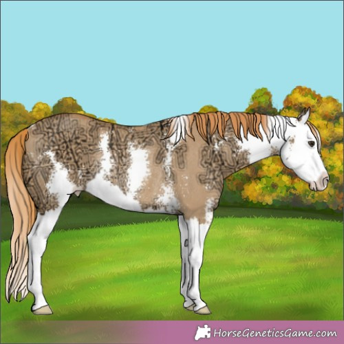 Horse Color:Red Dun Ice Sabino Splash Rabicano 