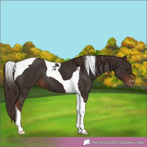 Horse Color:Liver Chestnut Tobiano Appaloosa 