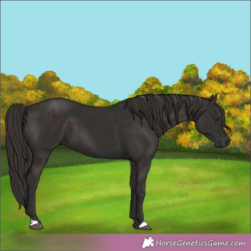 Horse Color:Liver Chestnut 