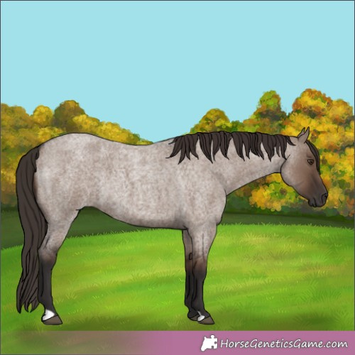 Horse Color: Liver Red Dun Roan Rabicano 