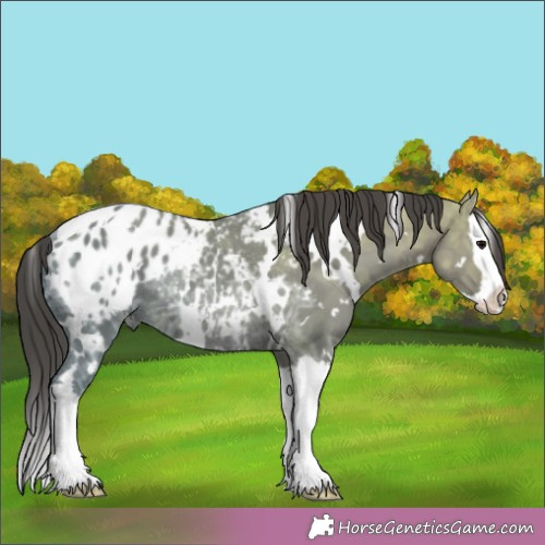 Horse Color:White Spotted Grullo Ice Splash Appaloosa Rabicano 