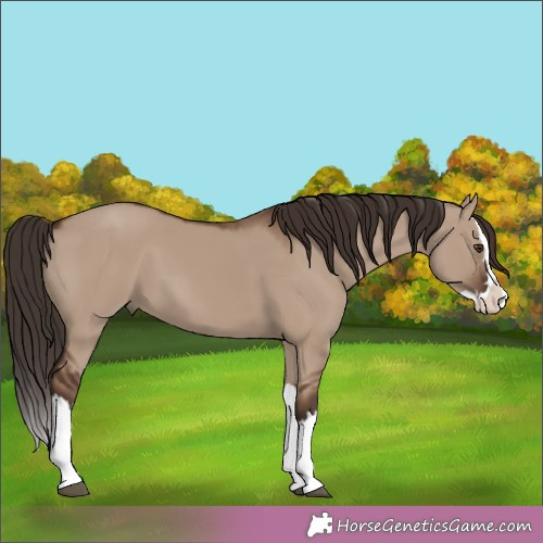Horse Color:Liver Red Dun Splash 