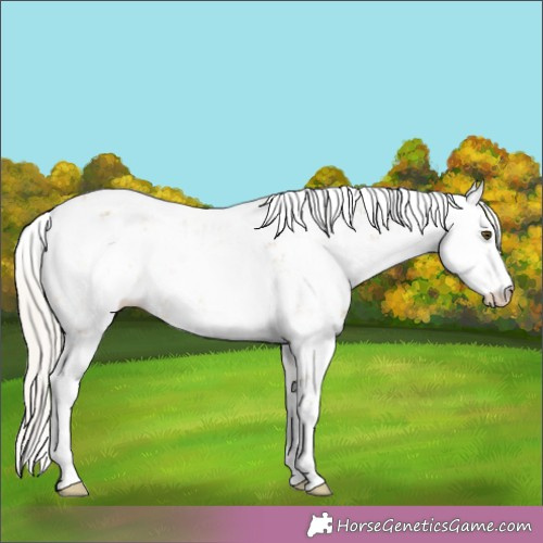 Horse Color:Silver Buckskin Dun Sabino Rabicano 