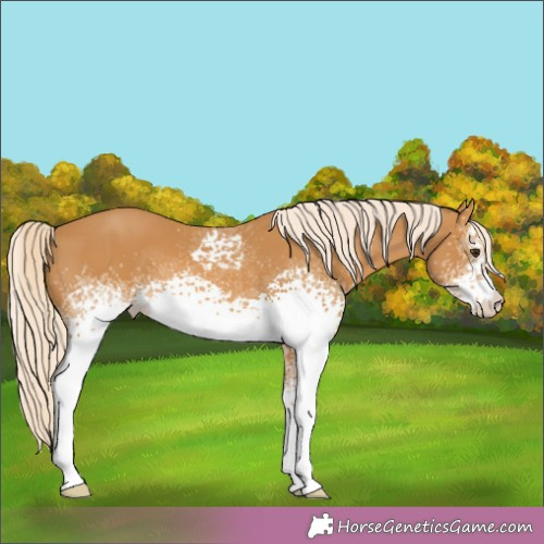 Horse Color:White Spotted Palomino 