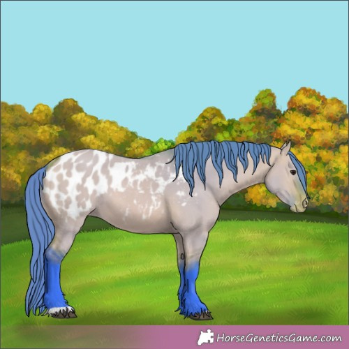 Horse Color:Watercolor Bay Dun Appaloosa 