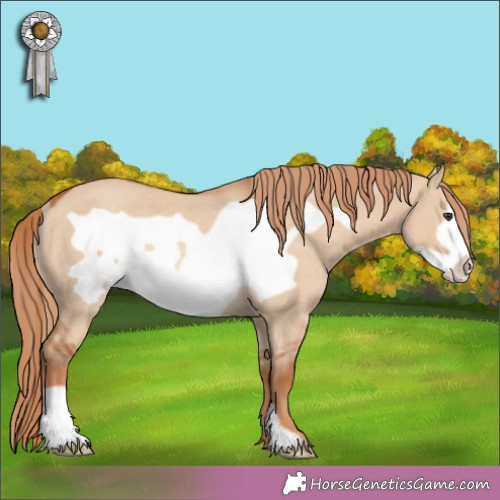 Horse Color:Red Dun Frame Rabicano 