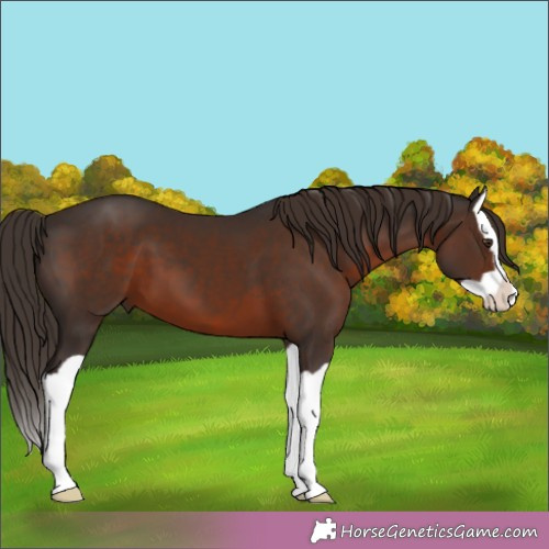 Horse Color:Liver Chestnut Splash 