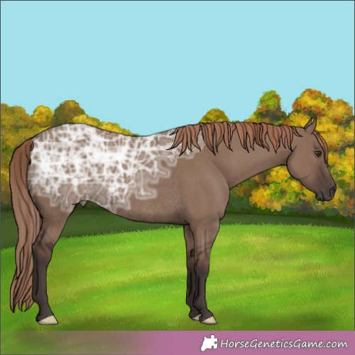 Horse Color:Liver Red Dun Ice Rabicano 