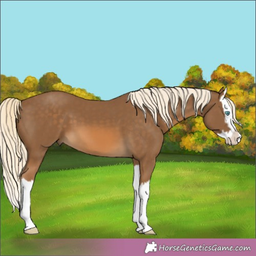 Horse Color:Chocolate Palomino Splash 