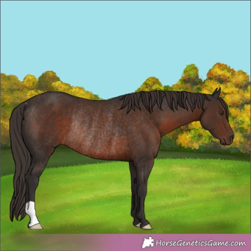 Horse Color:Liver Chestnut Rabicano 