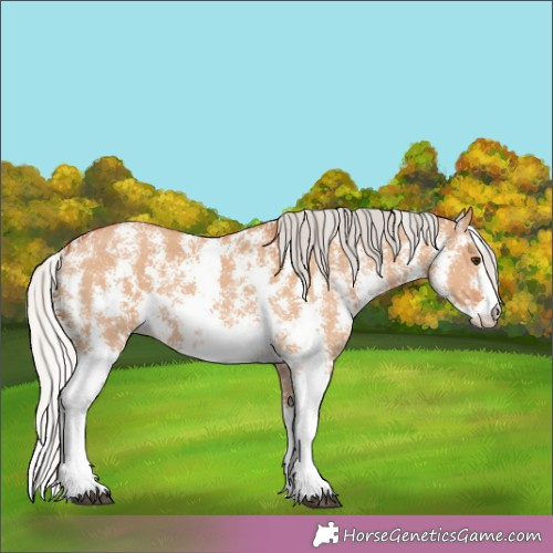 Horse Color:Silver Bay Dun Sabino 