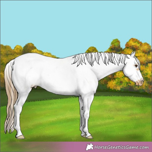 Horse Color:Buckskin Dun Sabino Frame Appaloosa 