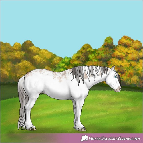 Horse Color: Bay Dun Sabino Splash Rabicano 