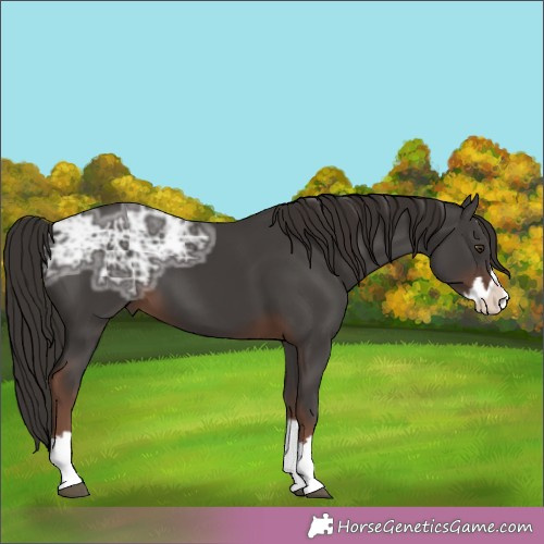 Horse Color:Liver Chestnut Ice Splash 