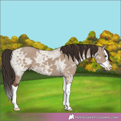 Horse Color:Liver Red Dun Ice Splash 