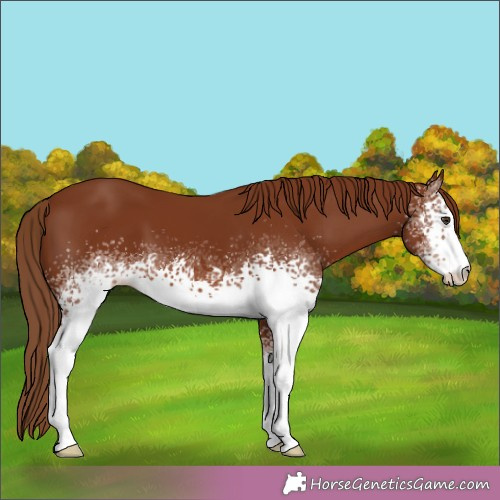 Horse Color:White Spotted Chestnut