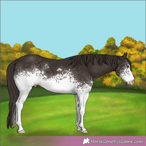 Horse Color:White Spotted Liver Chestnut 