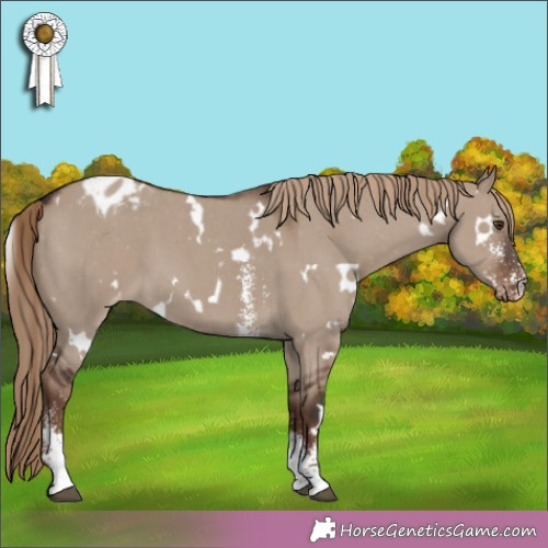 Horse Color:White Spotted Liver Red Dun Sabino Appaloosa 
