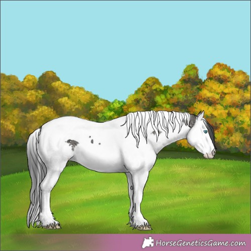 Horse Color: Grullo Ice Splash Tobiano 