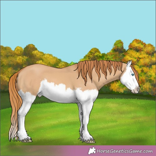 Horse Color:Red Dun Sabino Splash 