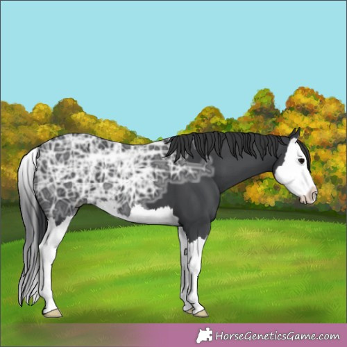 Horse Color:Black Ice Splash 