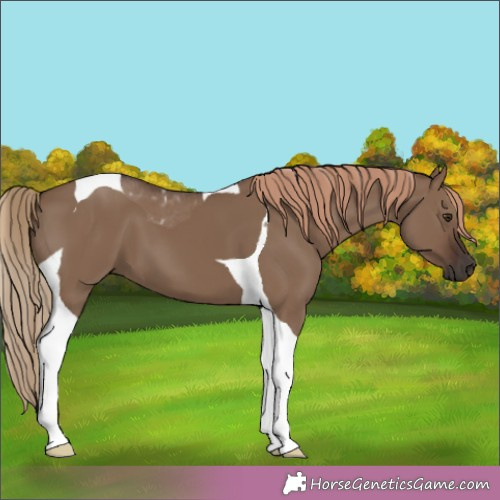Horse Color:Liver Red Dun Tobiano 