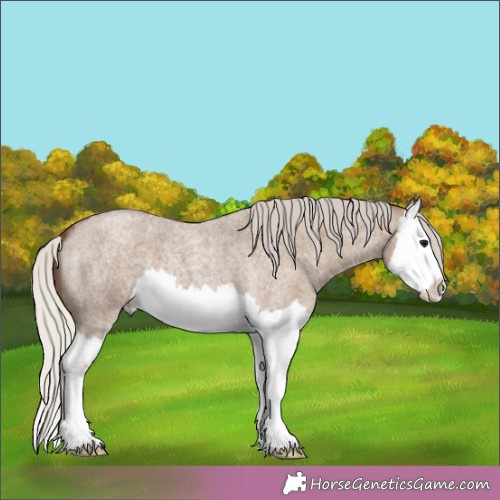 Horse Color:Silver Grullo Roan Splash 