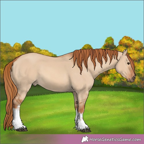 Horse Color:White Spotted Red Dun 
