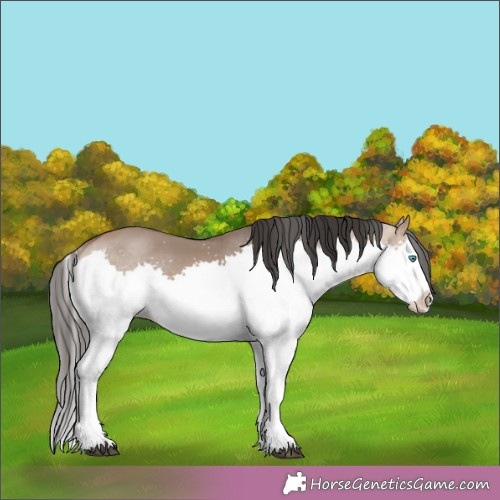 Horse Color:Bay Dun Splash